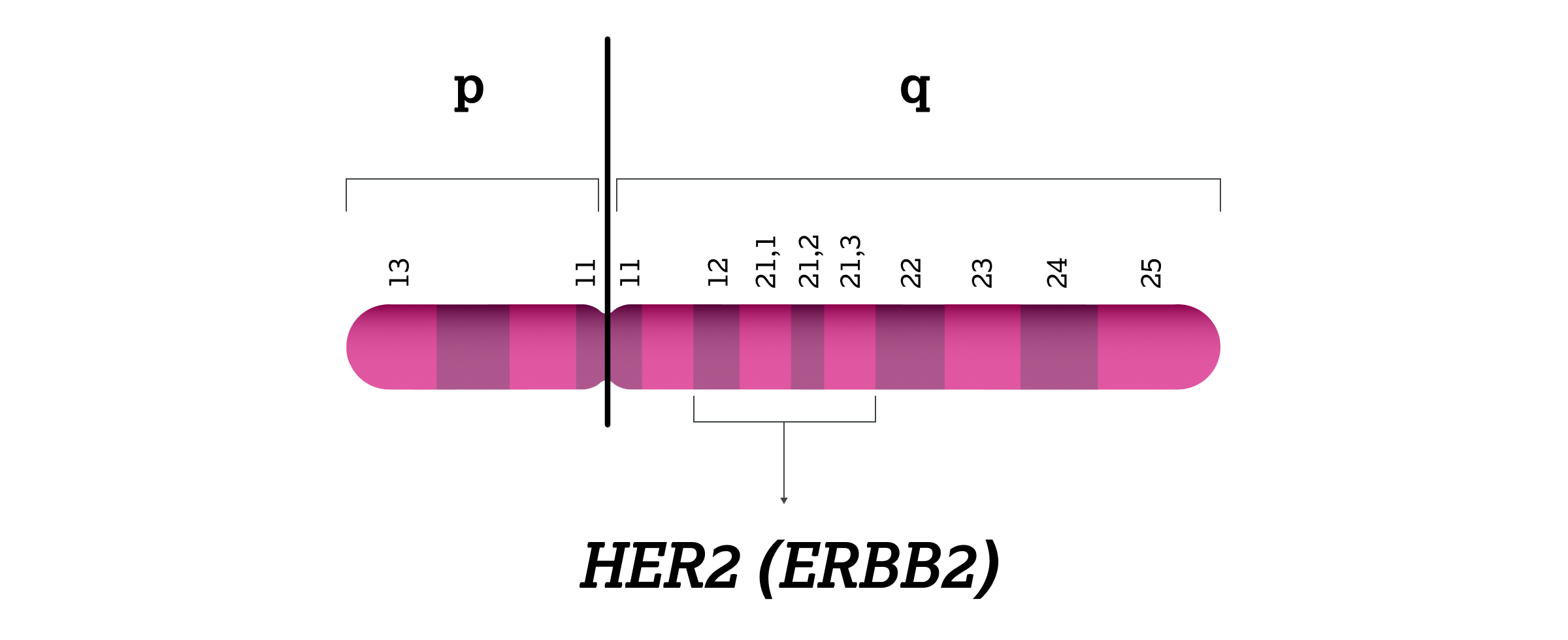 2.2.1-01-biomarker-her2-grafik-gen.webp 2.2.1-01-biomarker-her2-grafik-gen.webp