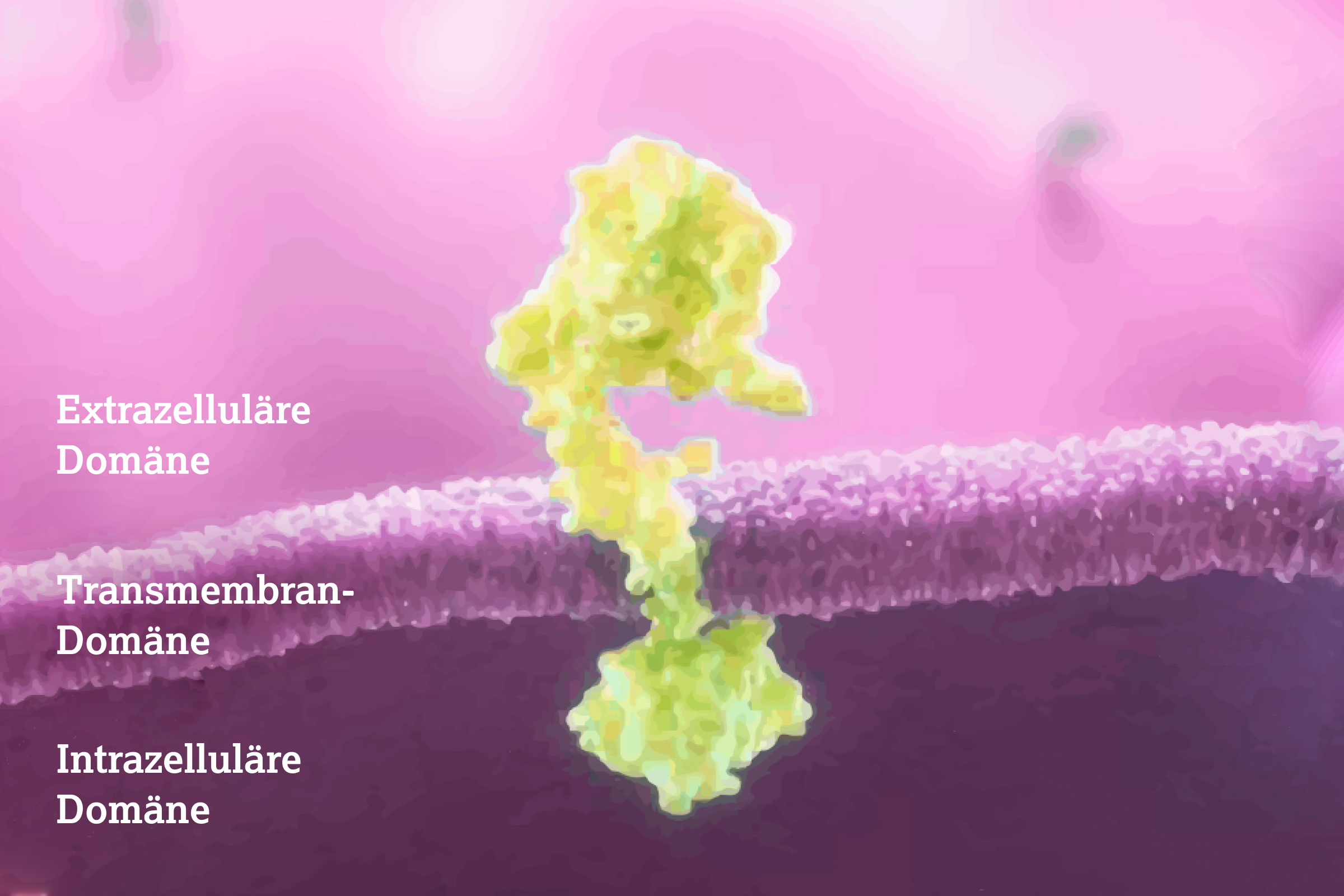 2.2.1-01-biomarker-her2-grafik-molekulare-struktur.webp 2.2.1-01-biomarker-her2-grafik-molekulare-struktur.webp