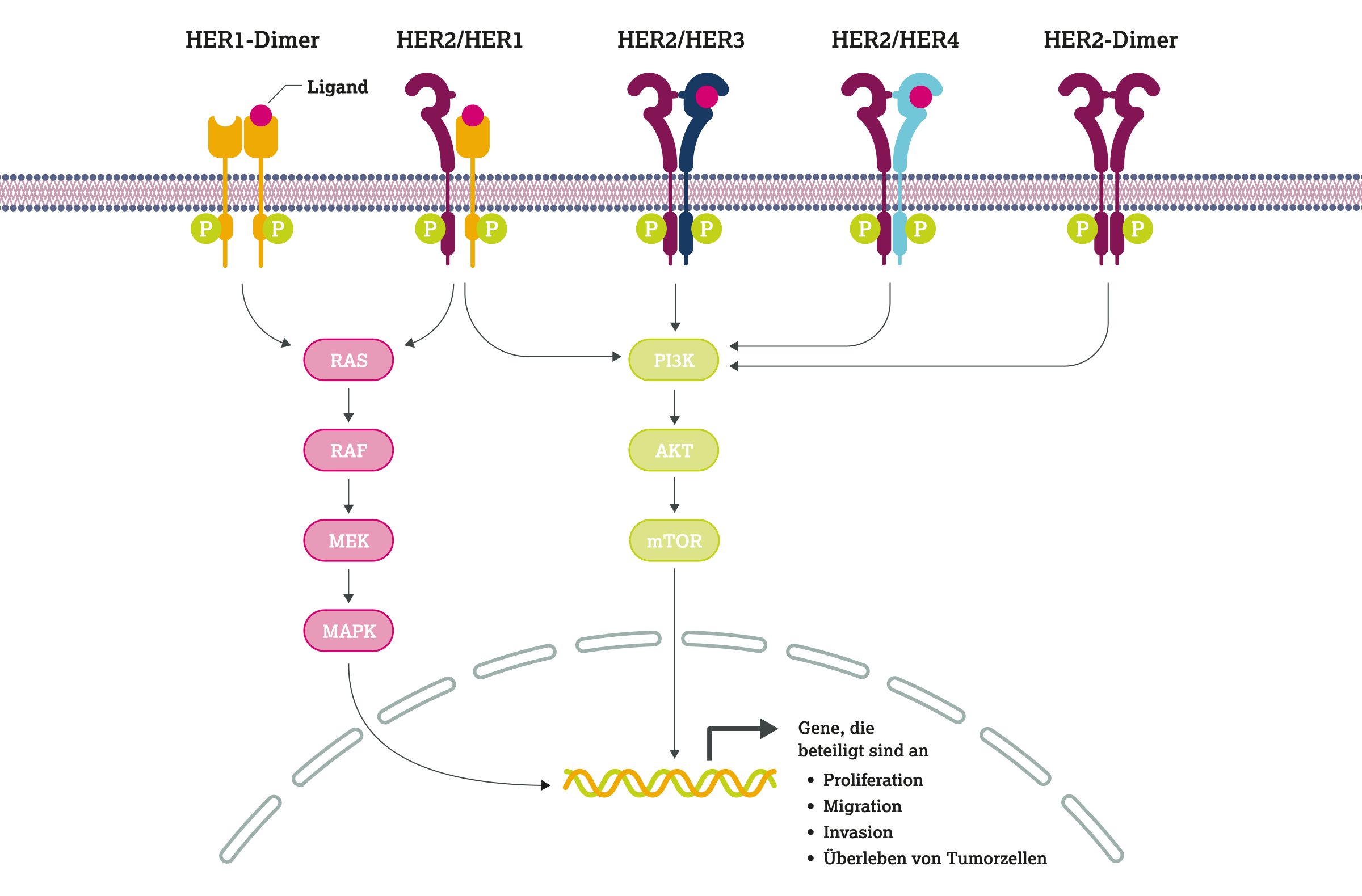 2.2.1-01-biomarker-her2-grafik-signalwege.webp 2.2.1-01-biomarker-her2-grafik-signalwege.webp