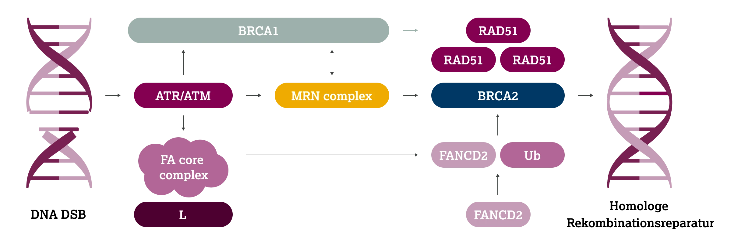 2.3.1-01-biomarker-HRD-grafik-schluesselproteine2x.webp 2.3.1-01-biomarker-HRD-grafik-schluesselproteine2x.webp