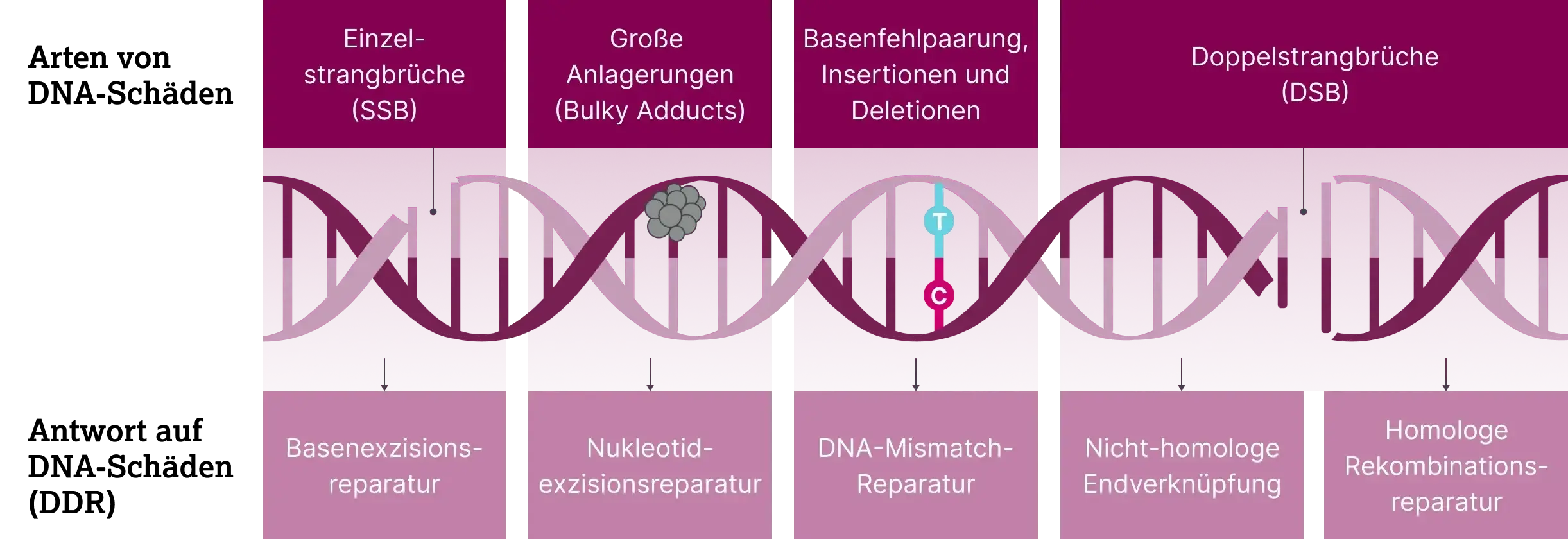 2.3.1-01-biomarker-HRD-grafik-zellulaere-DNA-Reparaturmechanismen2x.webp 2.3.1-01-biomarker-HRD-grafik-zellulaere-DNA-Reparaturmechanismen2x.webp