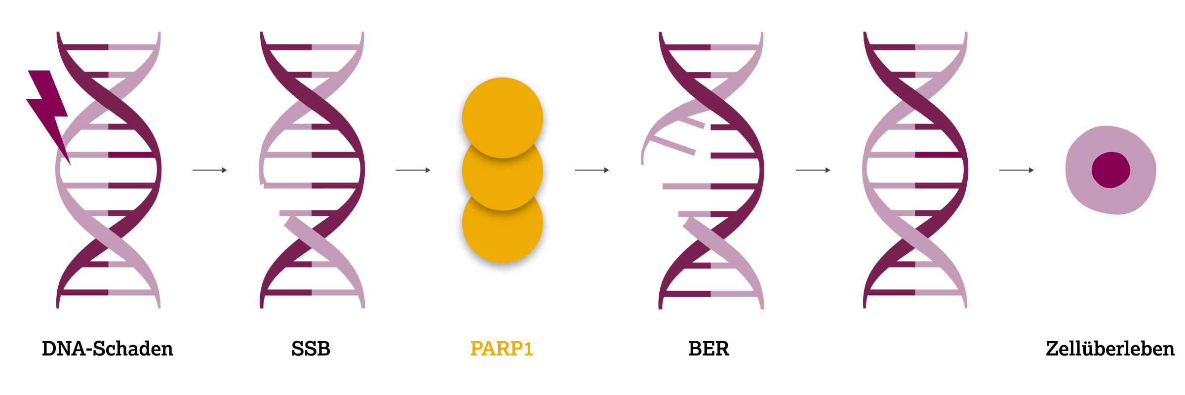 2.3.1-02-biomarker-HRD-grafik-rolle-PARP12x.webp 2.3.1-02-biomarker-HRD-grafik-rolle-PARP12x.webp