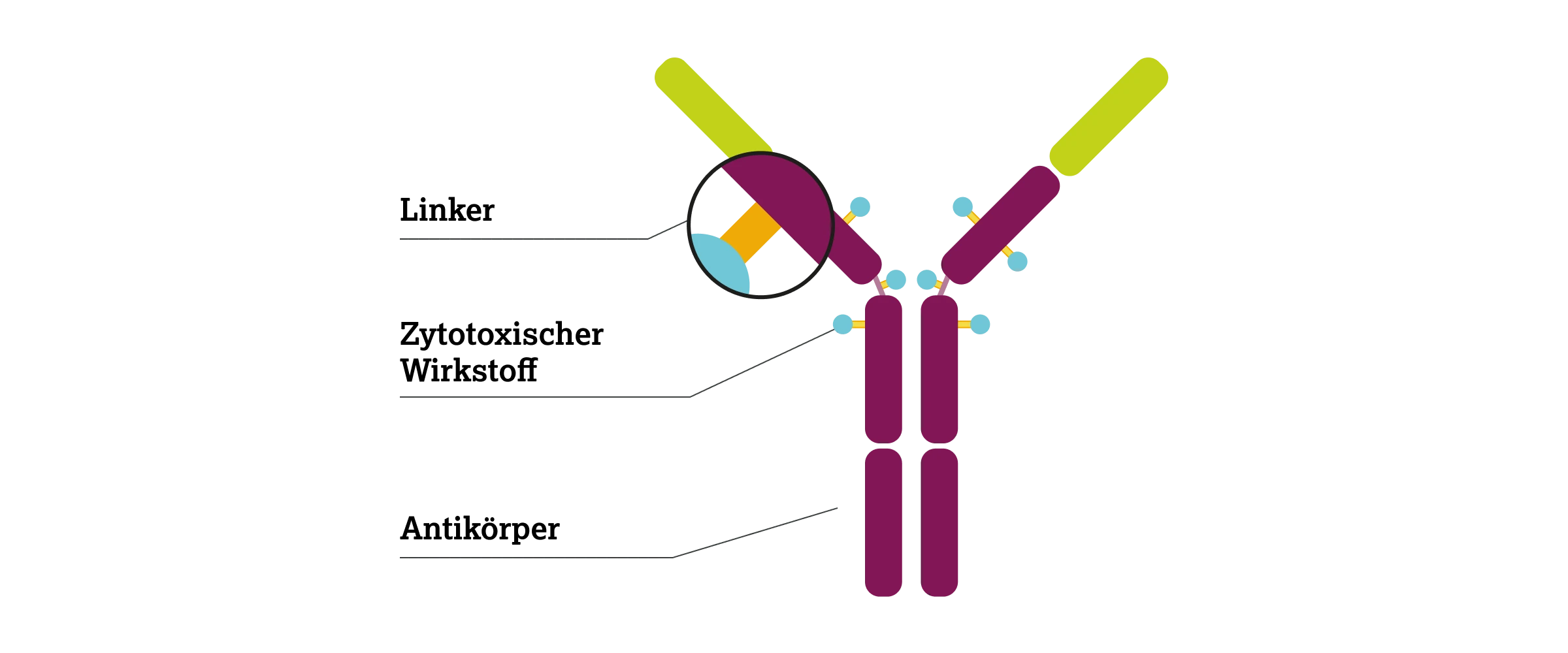 3.2.4-02-Antikoerper-Wirkstoff-Konjugate2x.webp