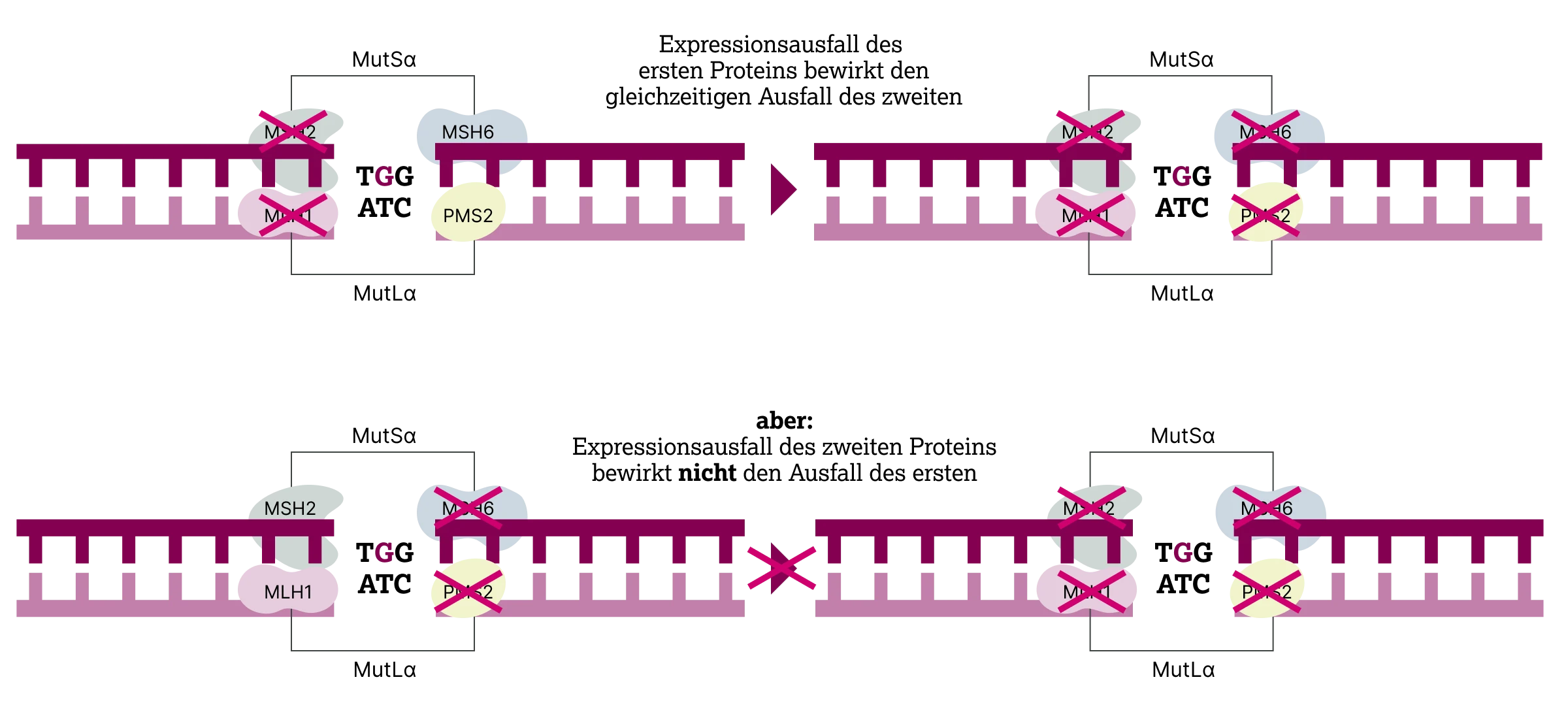 3.5.1-01-diagnostik-therapie-MMR-MSI-grafik-Auswirkungen-Expressionsverlust2x.webp