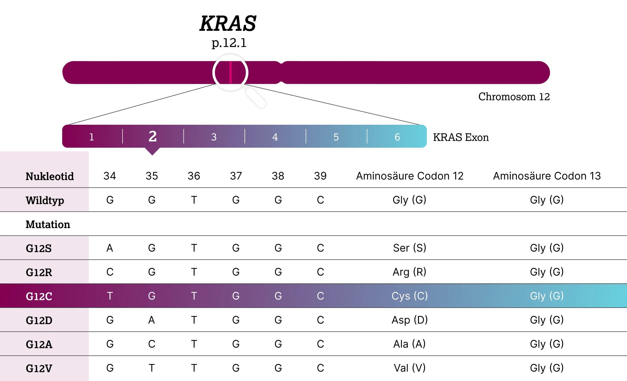 1.2.4-02-tumorerkrankungen-KRAS-Lunge-grafik-lokalisation2x.webp
