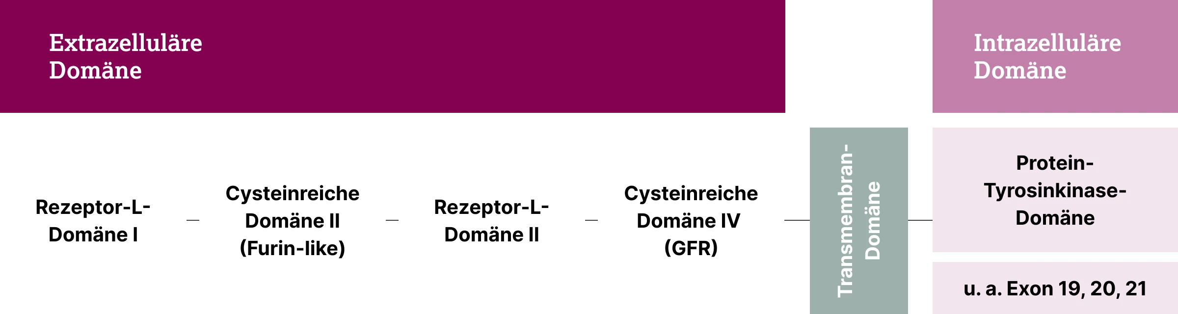 2.2.2-01-biomarker-HER2-grafik-praevalenz-domaene2x.webp