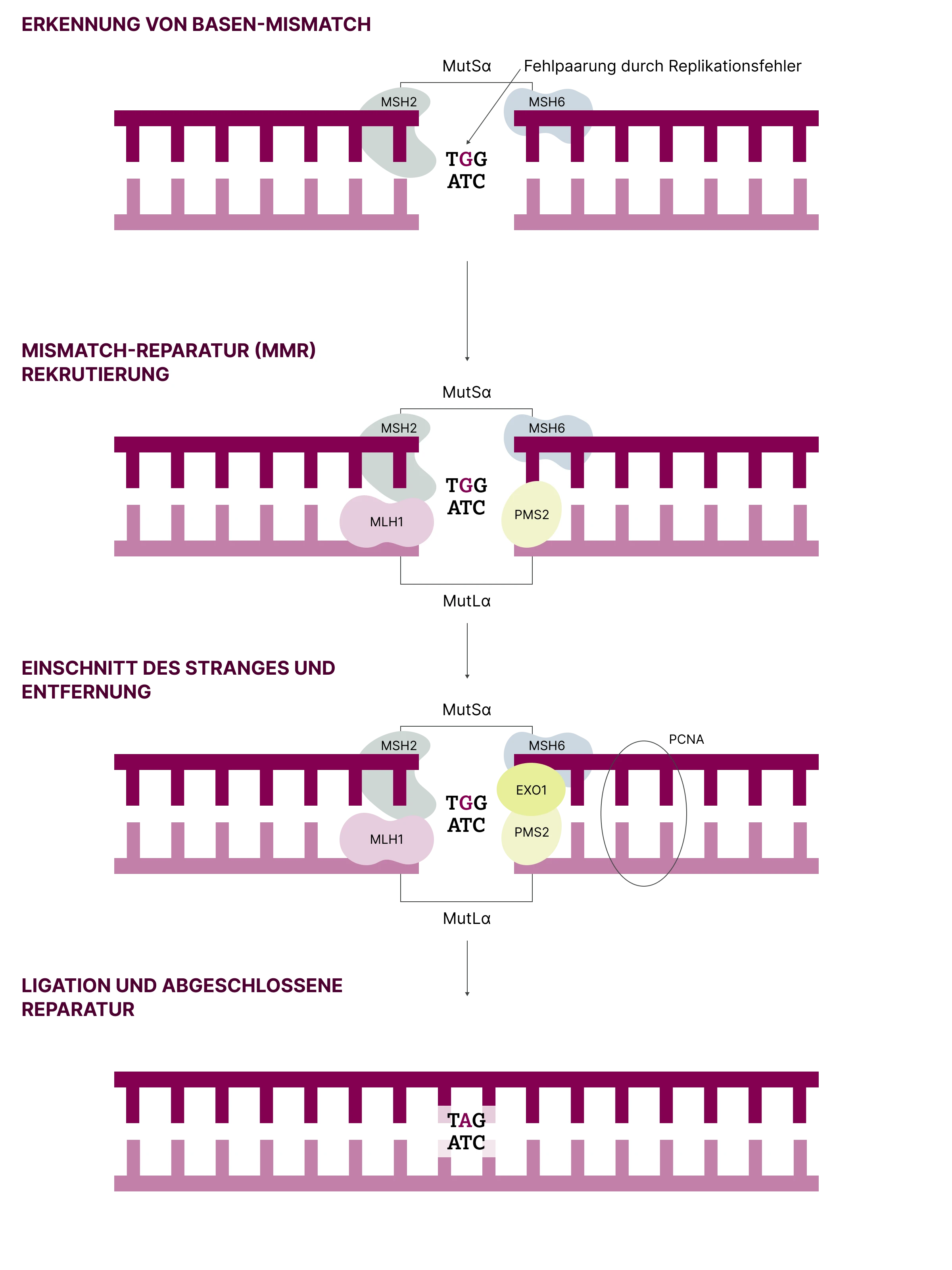 2.6.1-01-biomarker-mmr-msi-grafik-funktionsweise2x.webp