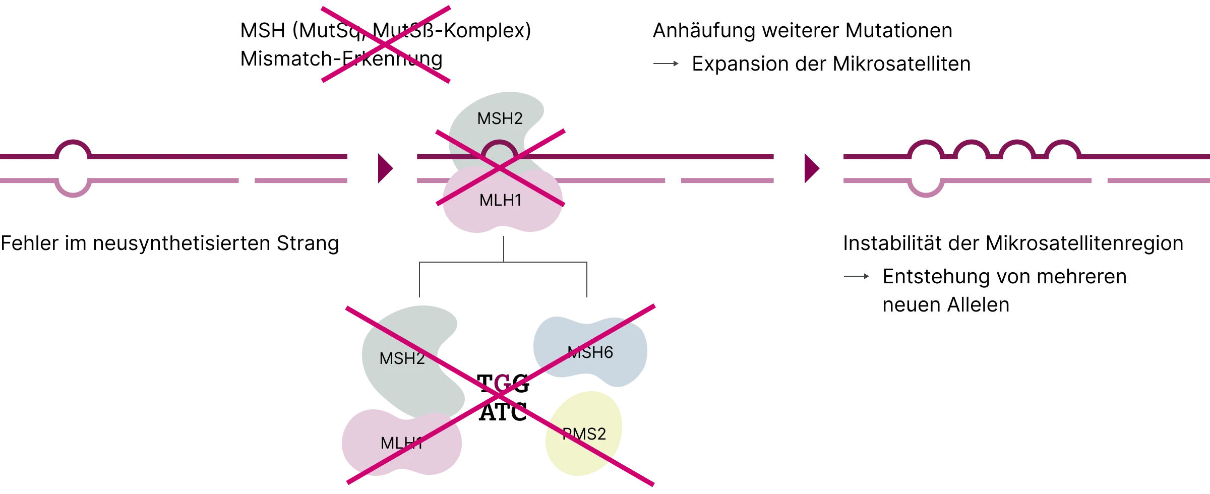 2.6.1-01-biomarker-mmr-msi-grafik-mikrosatelliteninstabilitaet2x.webp