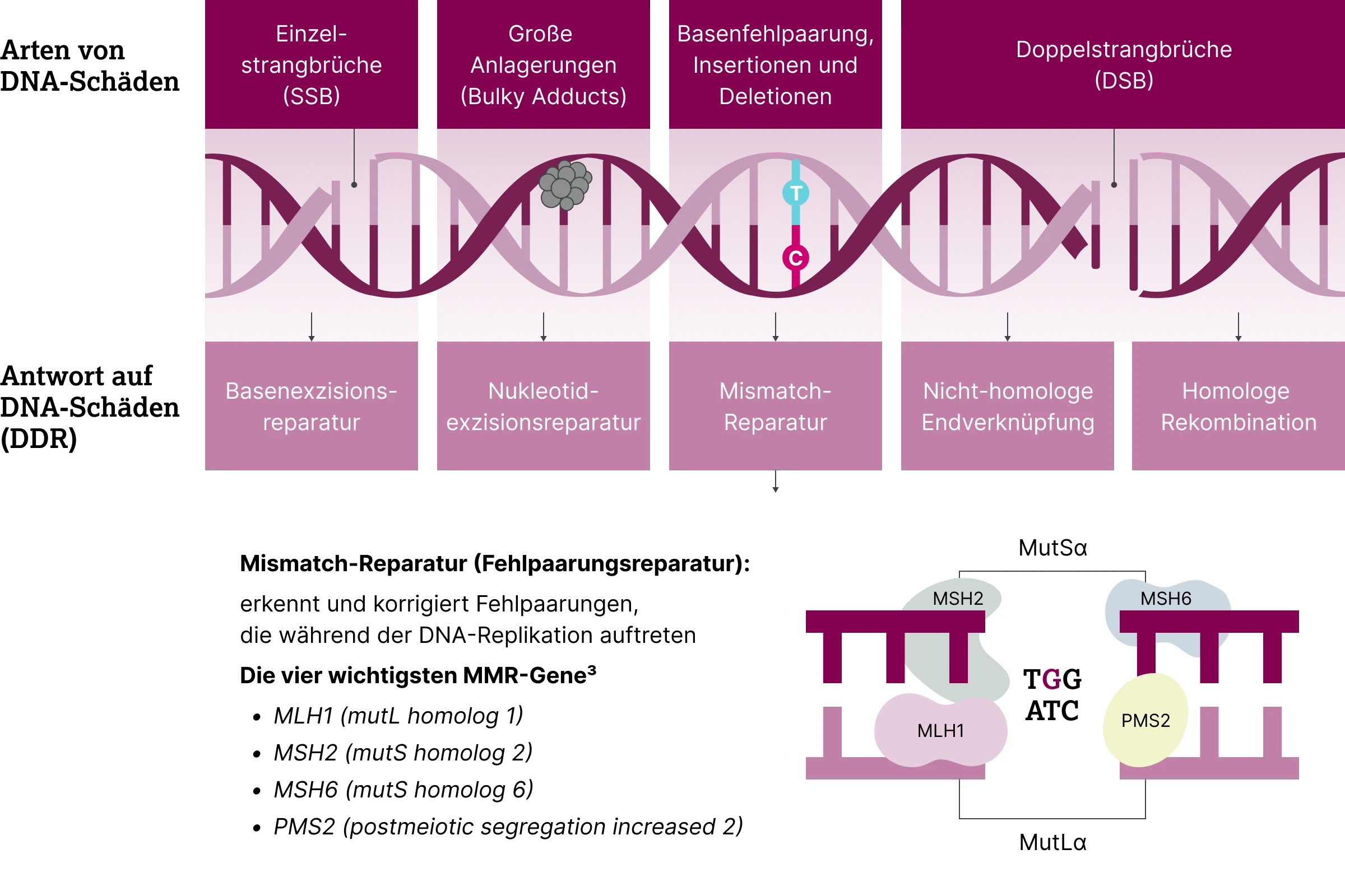 2.6.1-02-biomarker-mmr-msi-grafik-mismatch-reparatur2x.webp