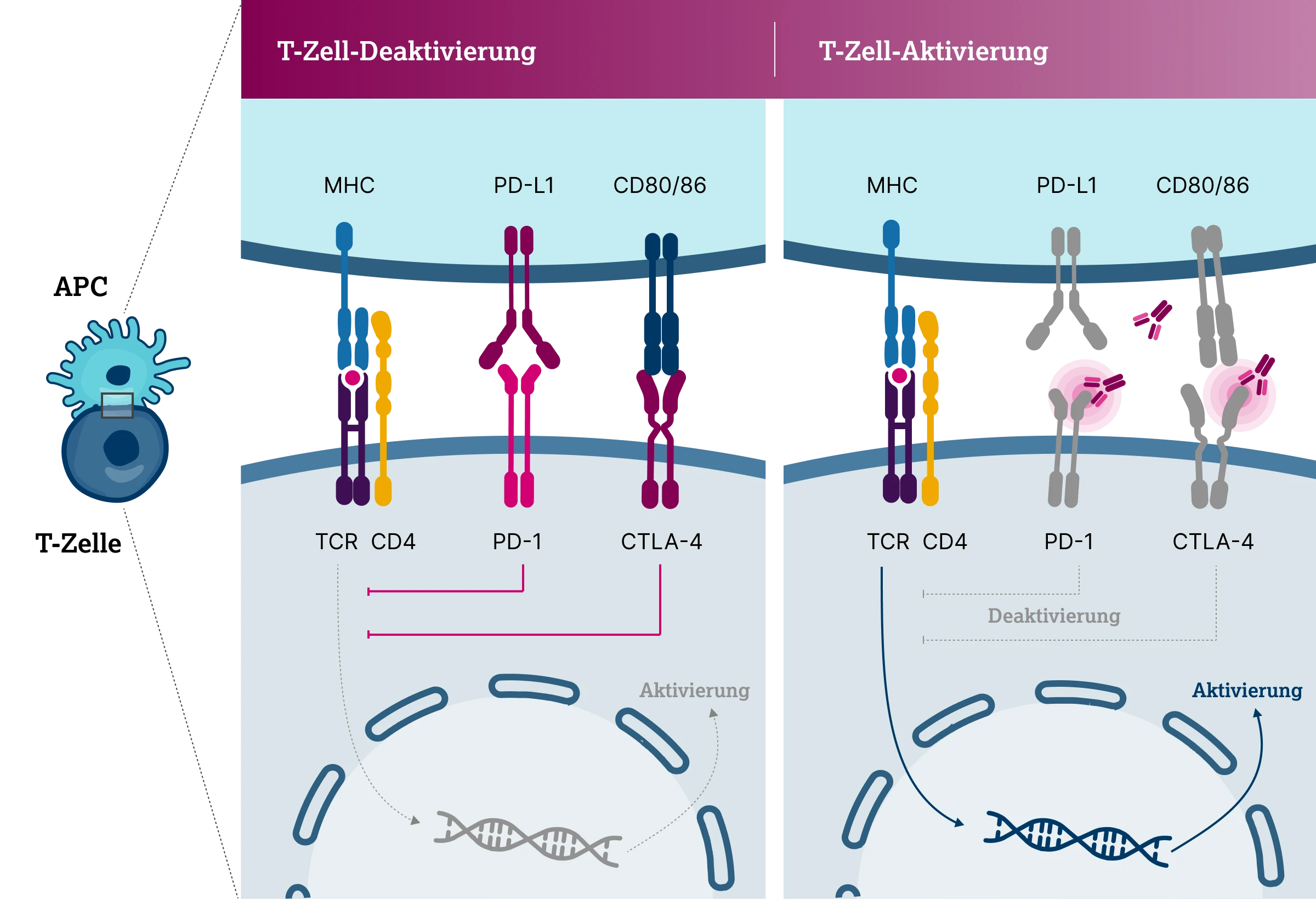 3.4.2-03-diagnostik-therapie-CTLA4-wirkmechanismen-immuncheckpoint-inhibitoren2x.webp