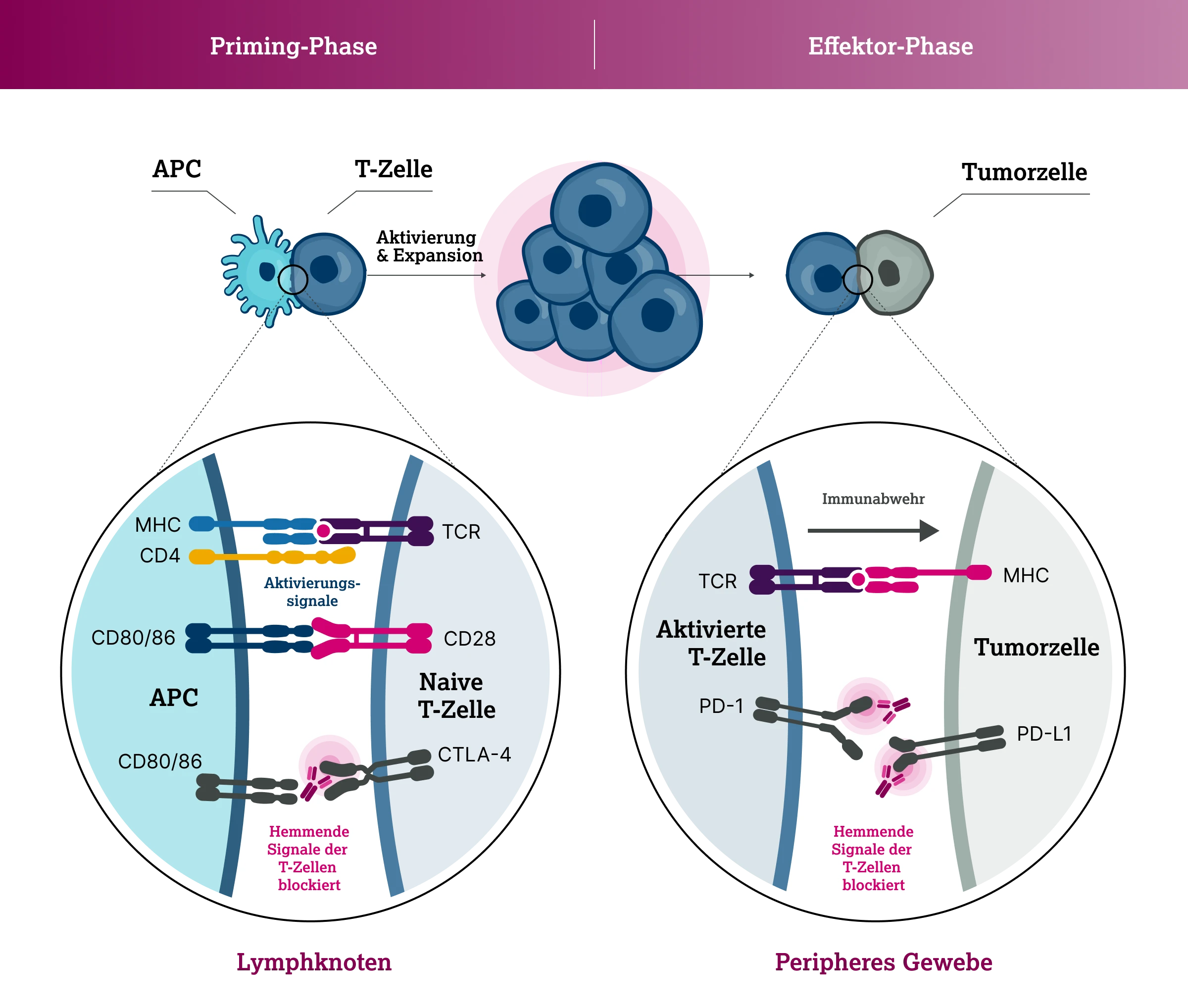 3.4.2-04-diagnostik-therapie-CTLA4-checkpoint-blockade2x.webp