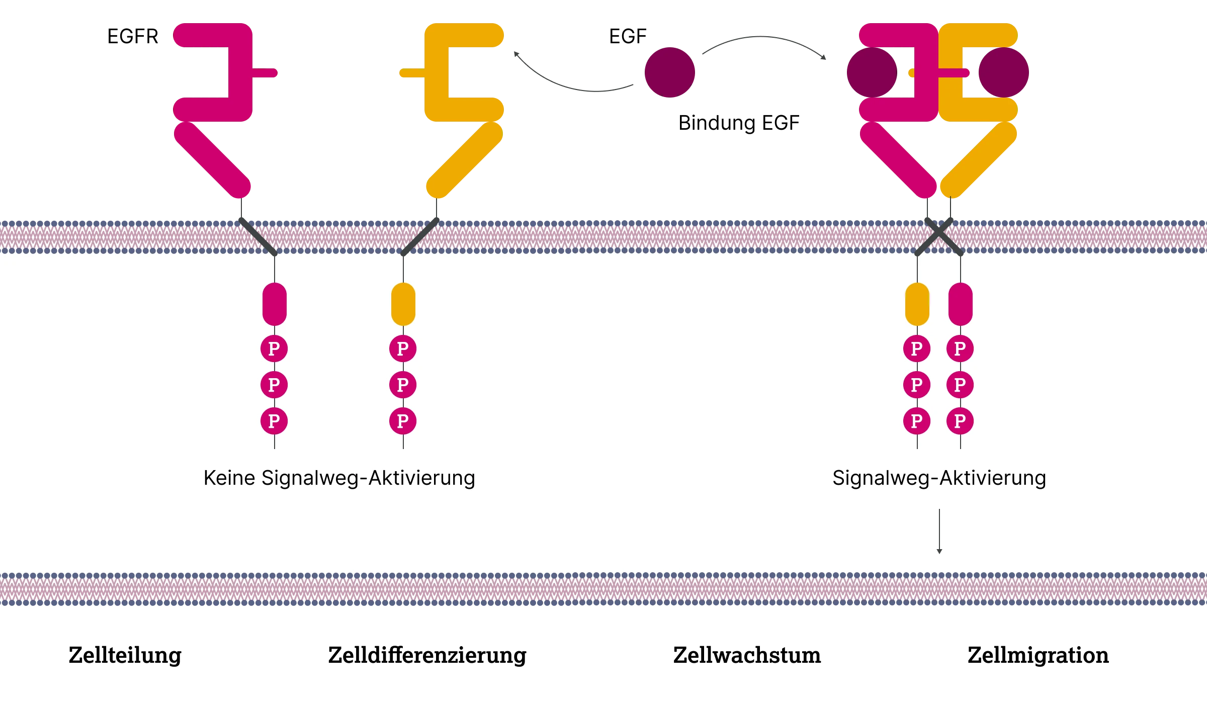 2.1.1-03-biomarker-EGFR-grafik-aktivierung2x.webp 2.1.1-03-biomarker-EGFR-grafik-aktivierung2x.webp