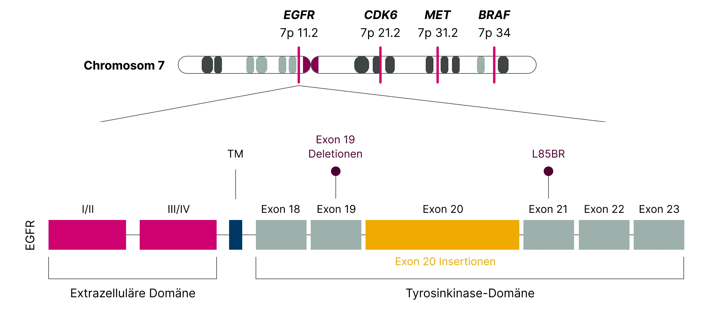2.1.1-04-biomarker-EGFR-grafik-lokalisation-struktur2x.webp 2.1.1-04-biomarker-EGFR-grafik-lokalisation-struktur2x.webp