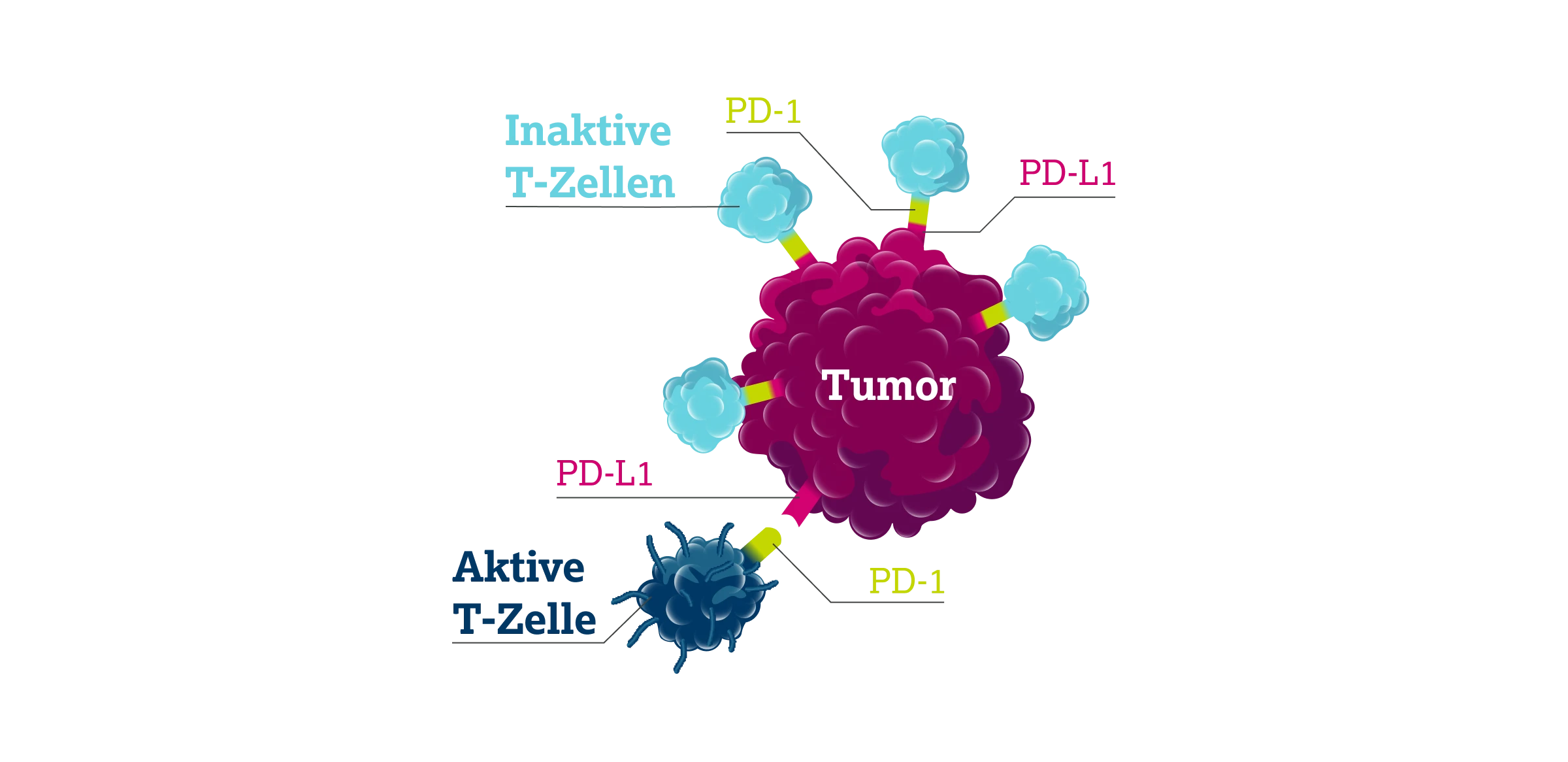3.6.3-02-diagnostik-therapie-PD-L1-grafik-expression2x.webp