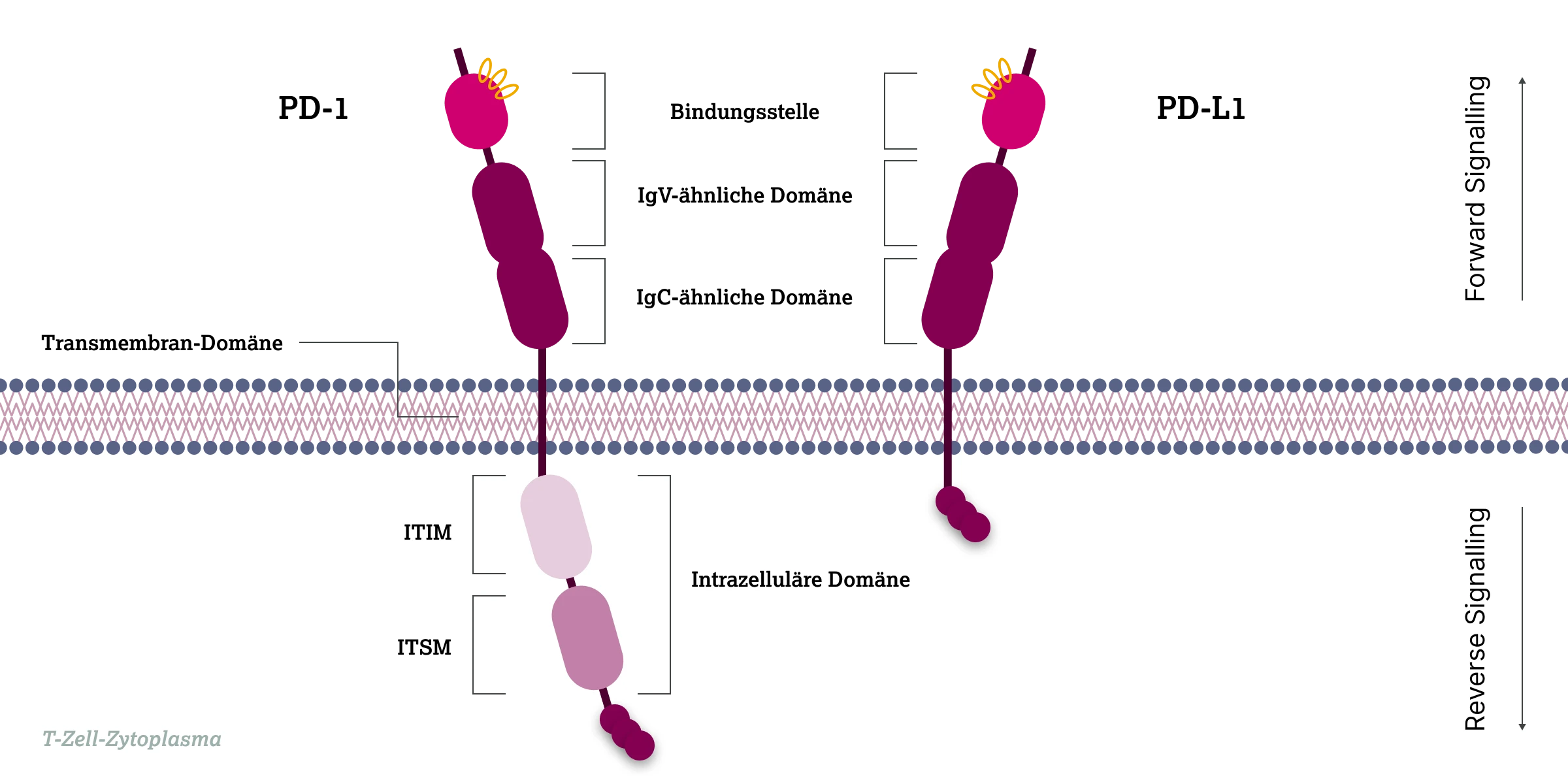2.7.1-03-biomarker-PDL1-grafik-molekulare-struktur2x.webp