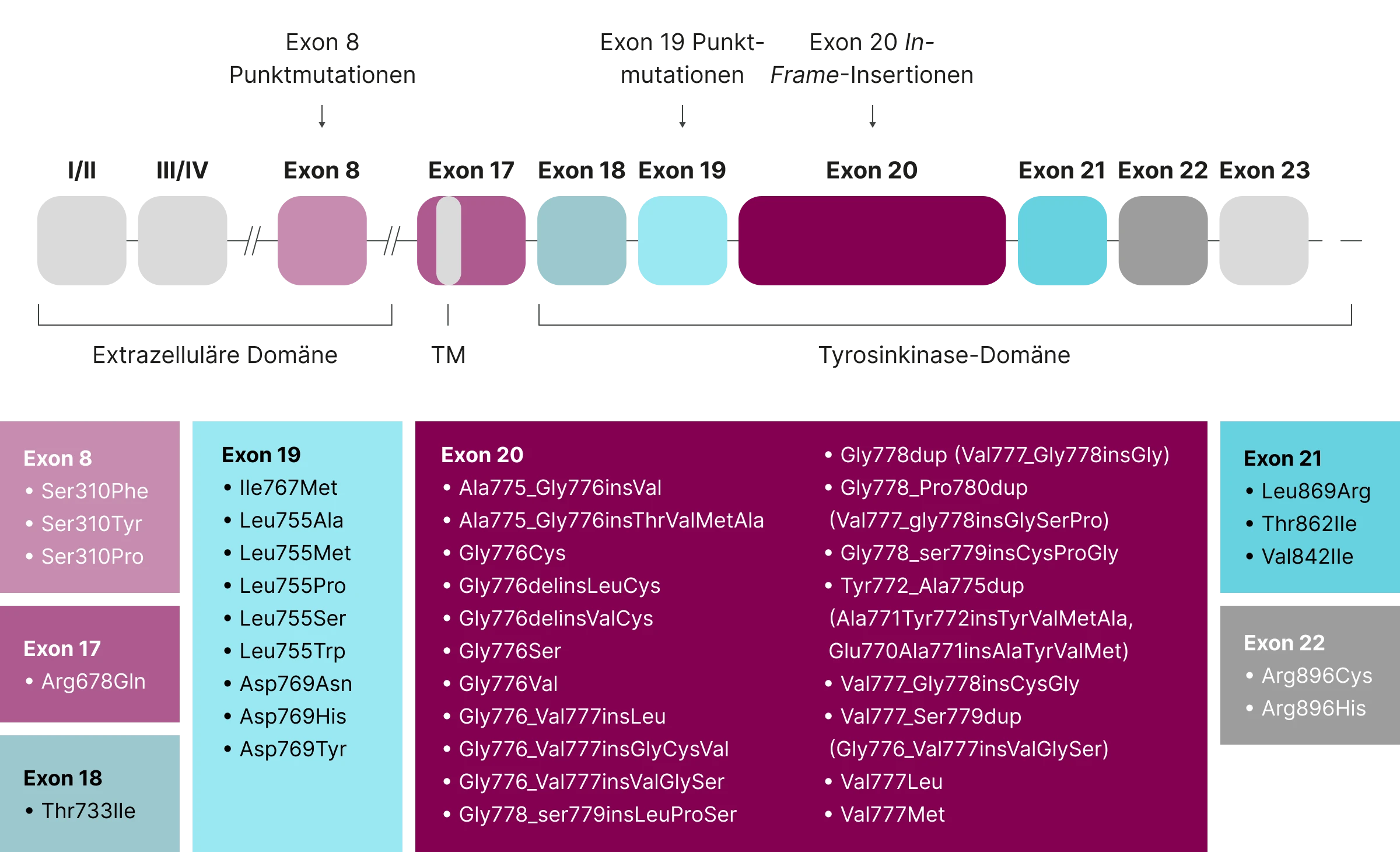 1.2.7-02-tumorerkrankungen-HER2ERBB2-Lunge-grafik-mutationen2x.webp