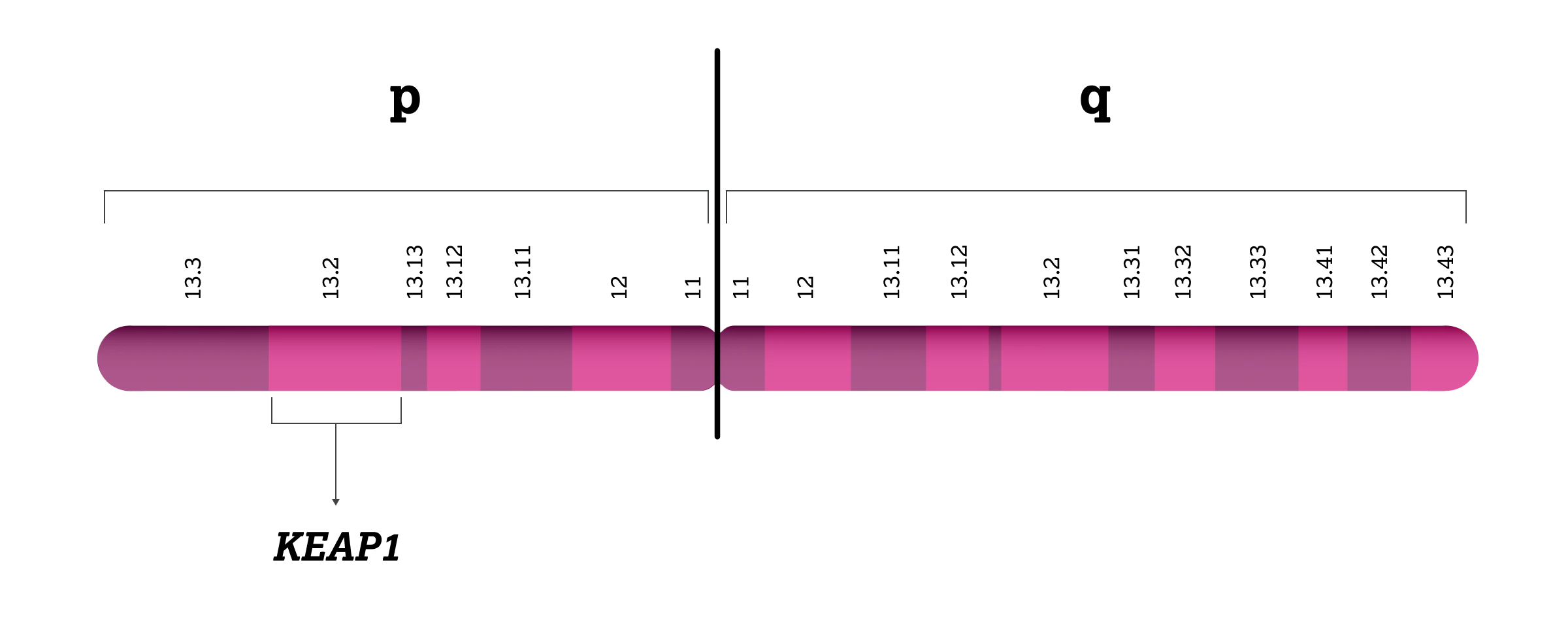 2.4.1-01-biomarker-KEAP1-grafik-Lokalisation-KEAP12x.webp