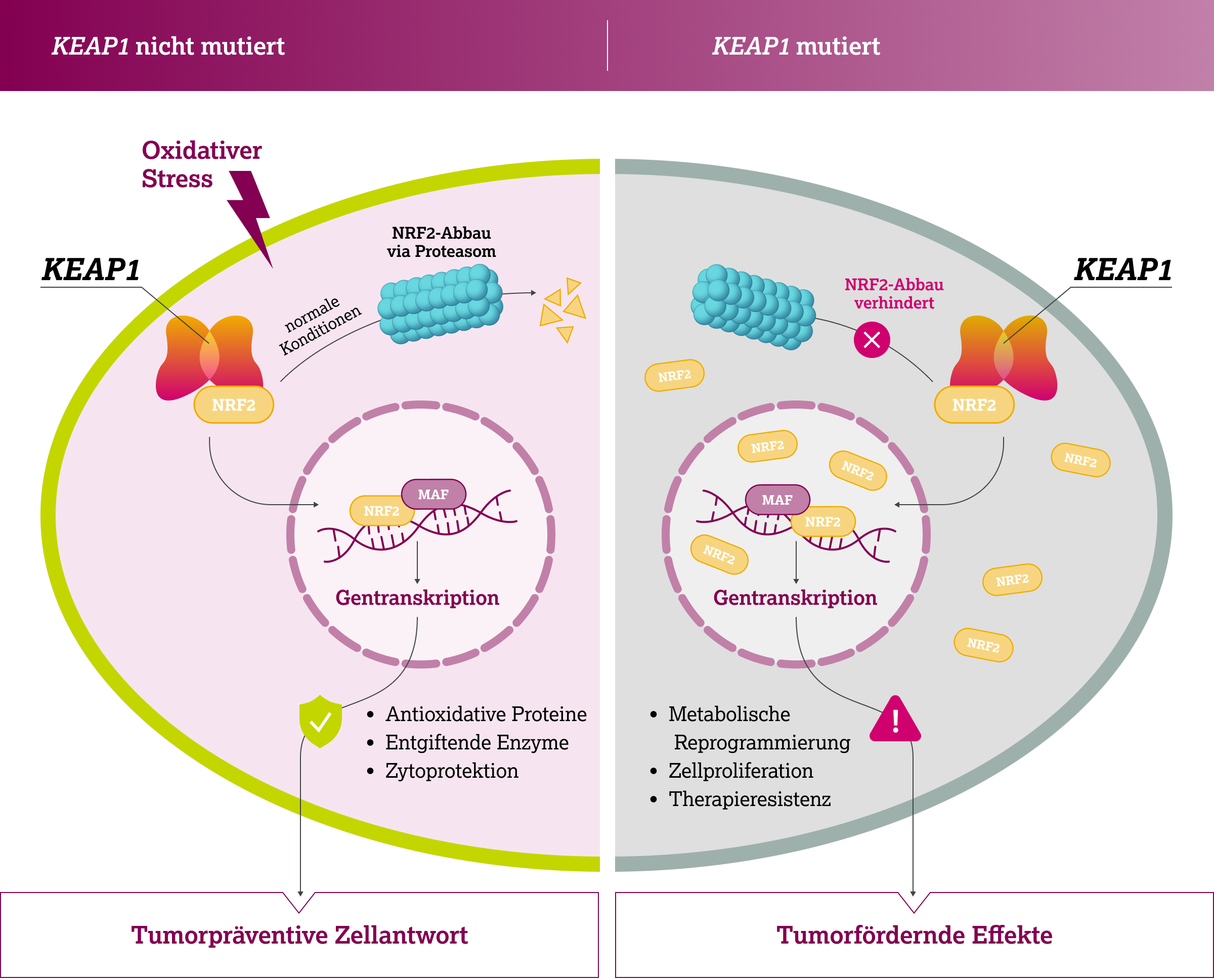 2.4.1-02-biomarker-KEAP1-grafik-Wirkung-KEAP12x.webp