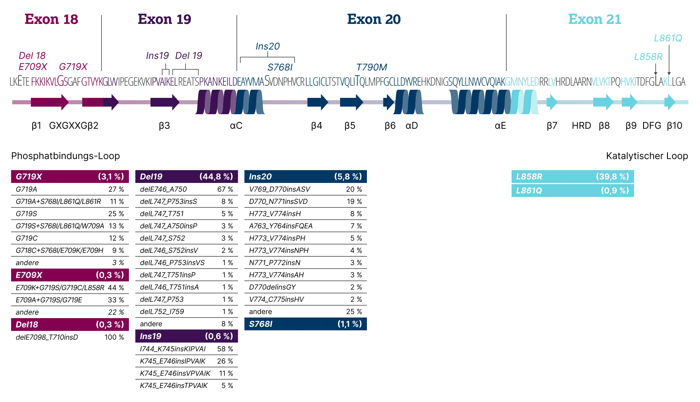 1.2.2-01-tumorerkrankungen-EGFR-Lunge-grafik-lokalisation-EGFR-Mutationen2x.webp