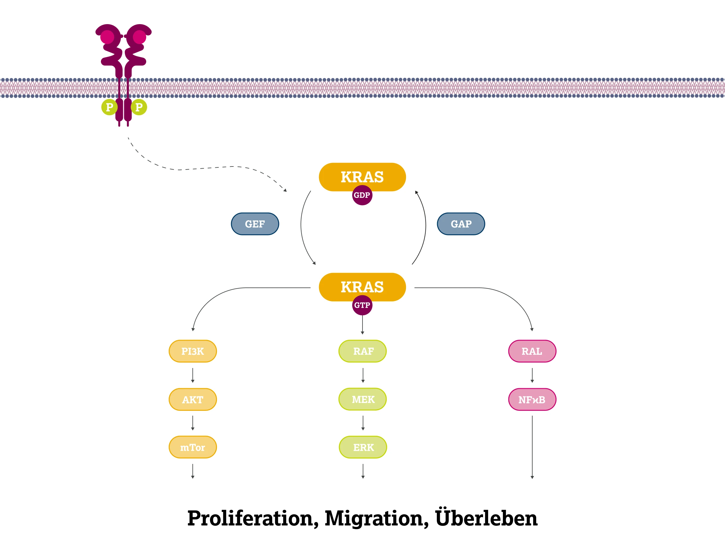 2.5.1-01-biomarker-KRAS-grafik-Funktion-von-KRAS2x.webp