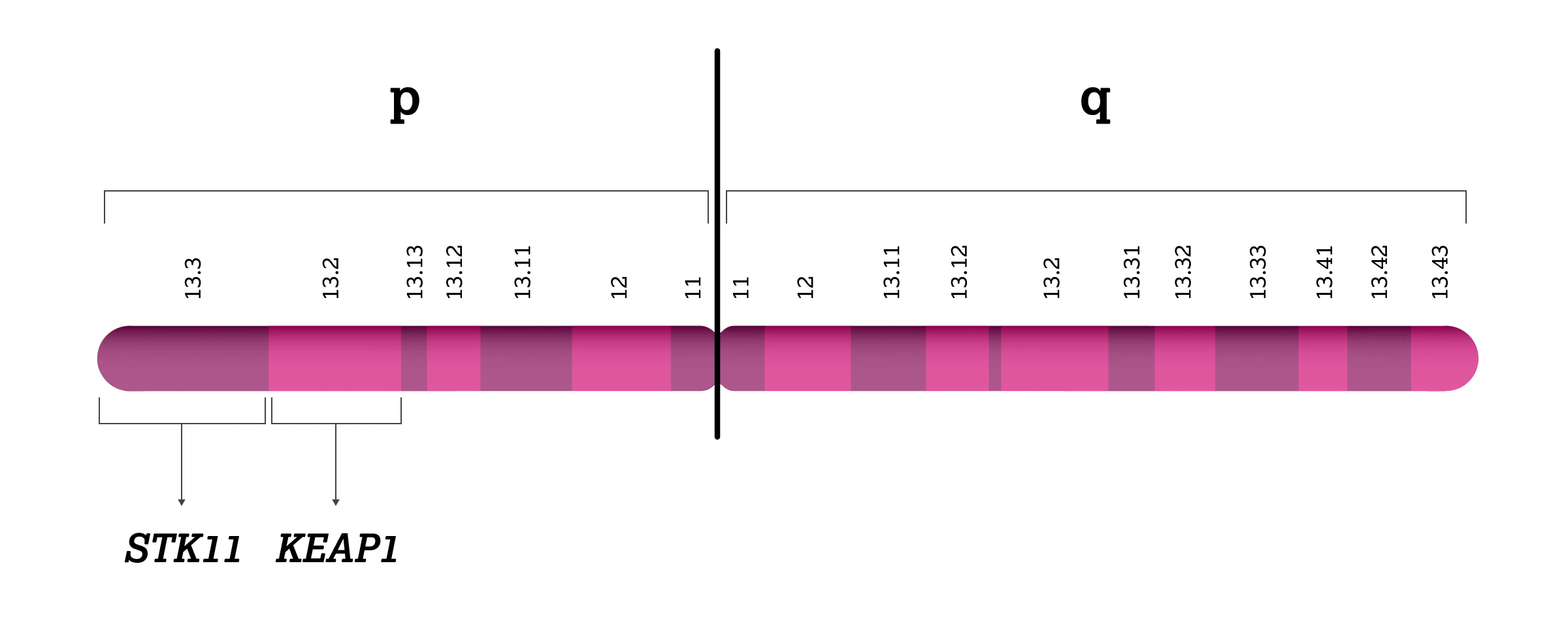 2.9.1-01-biomarker-STK11-grafik-lokalisation2x.webp