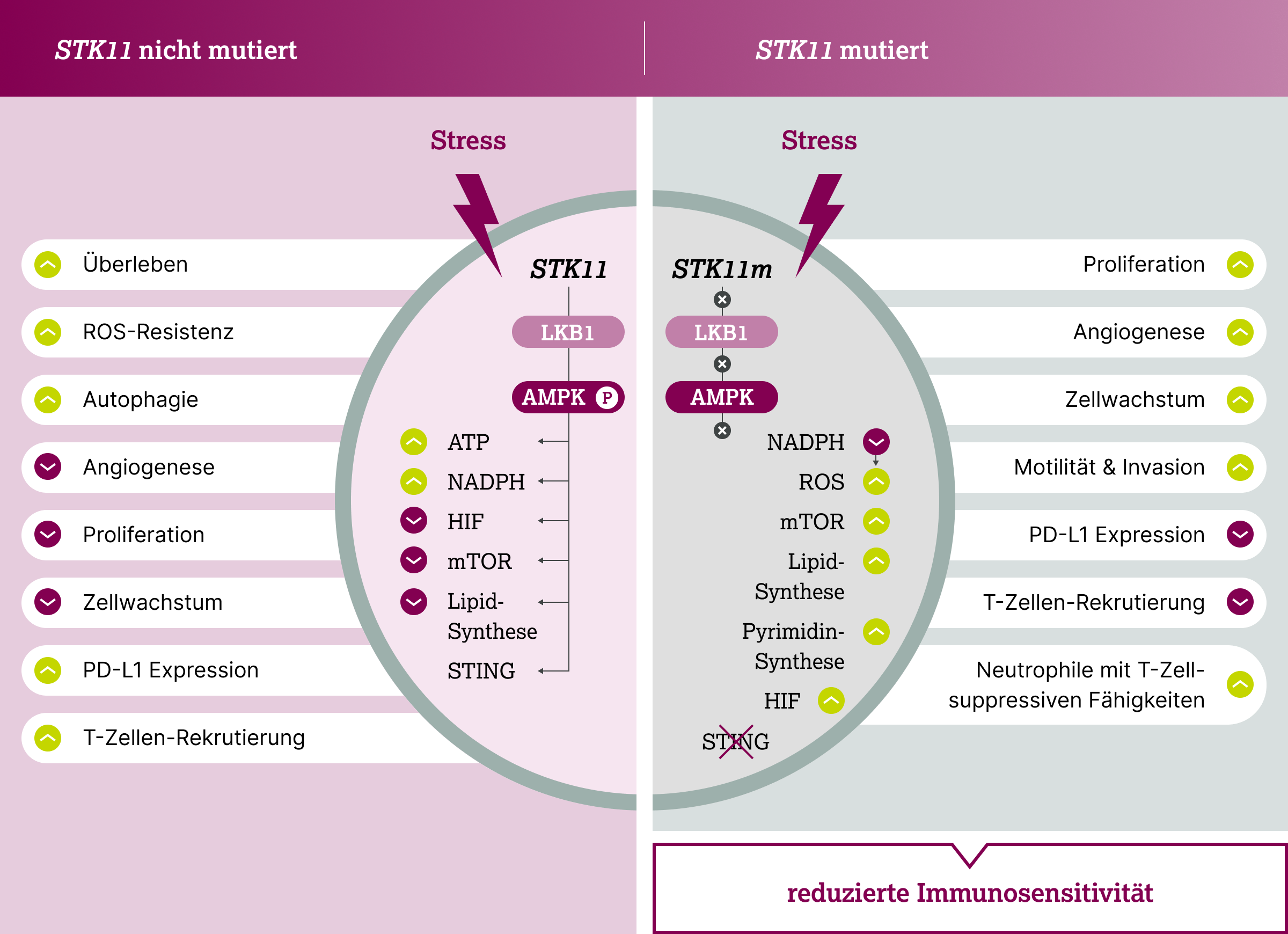 2.9.1-06-biomarker-STK11-grafik-wirkung-unter-stress10.webp