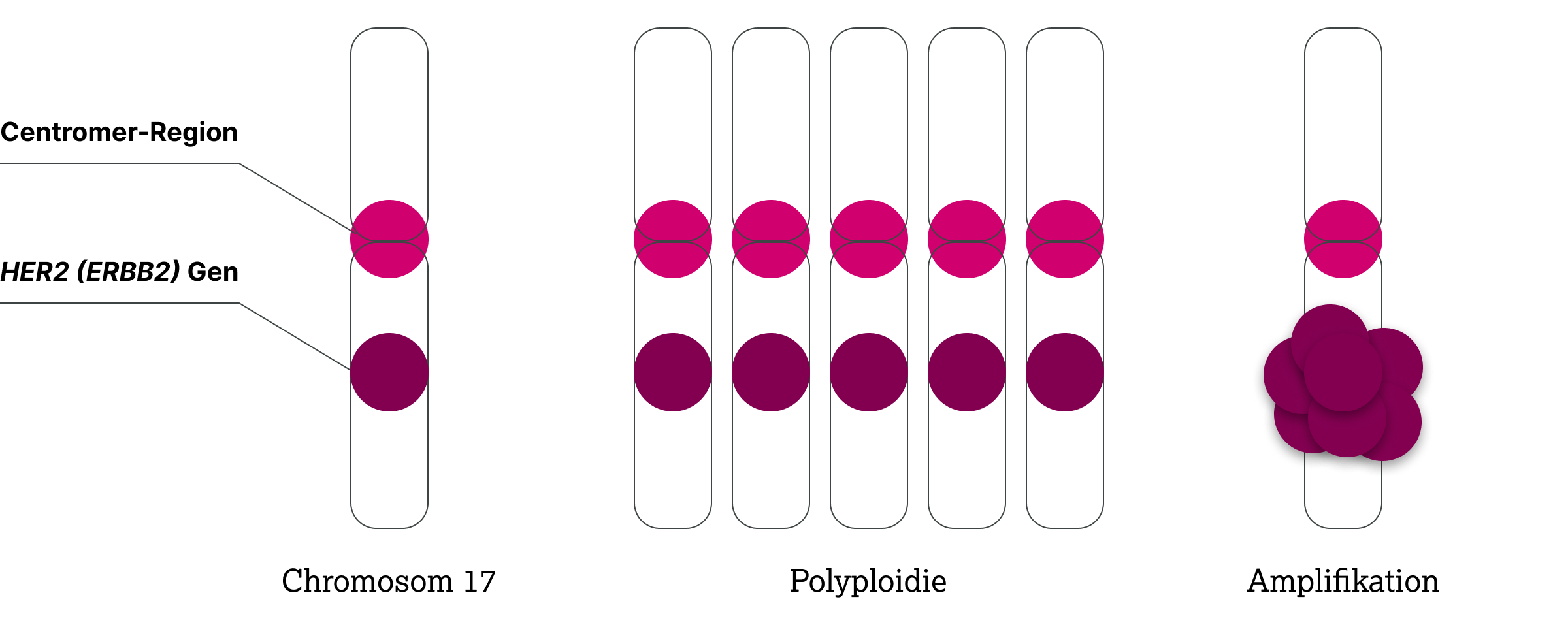 3.2.1-04-diagnostik-therapie-HER2-grafik-ISH-Dual-Sonden.webp