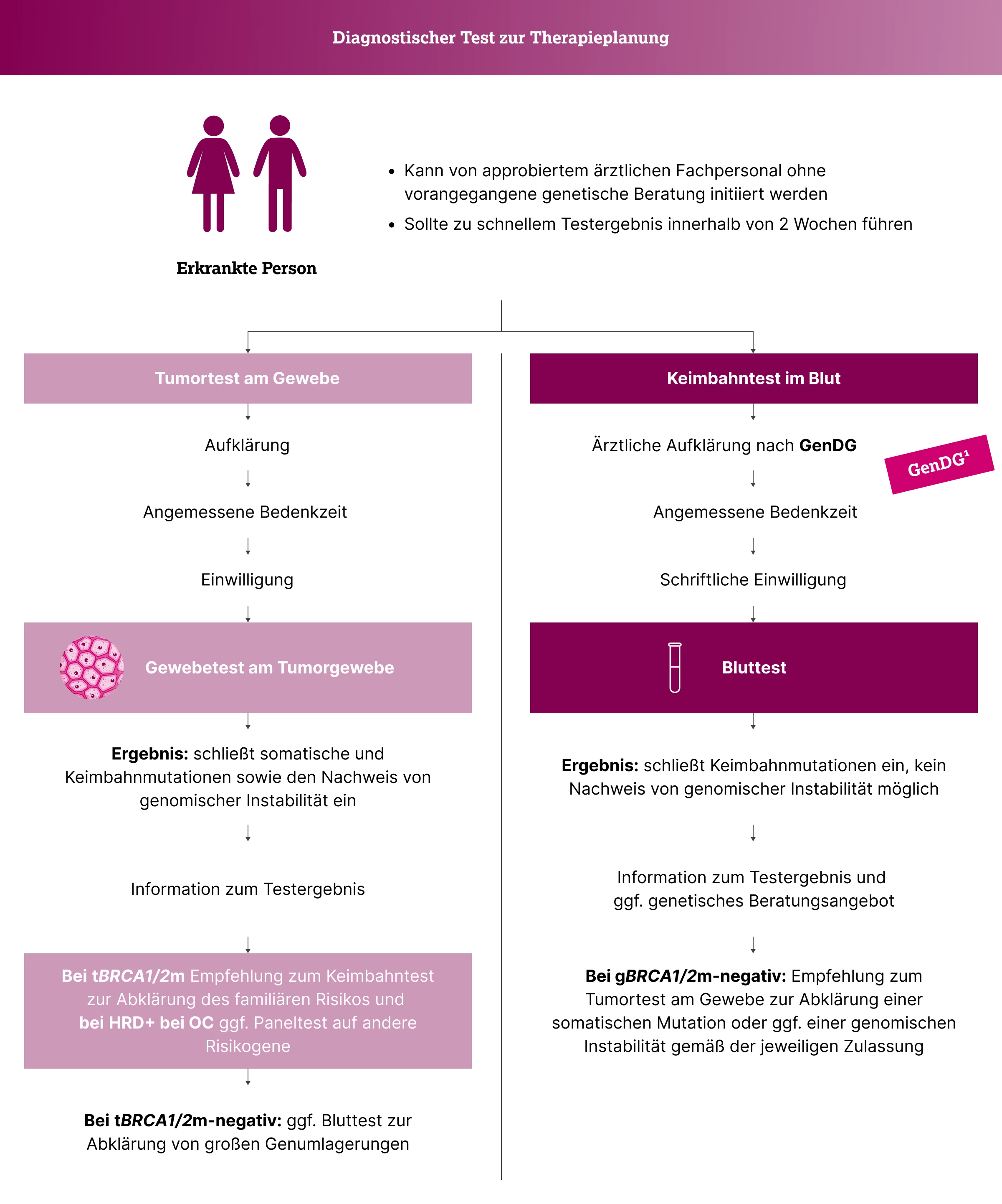 3.3.1-02-diagnostik-HRD-BRCA-allgemein-grafik-ablauf-einer-diagnostischen-BRCA-Testung2x.webp