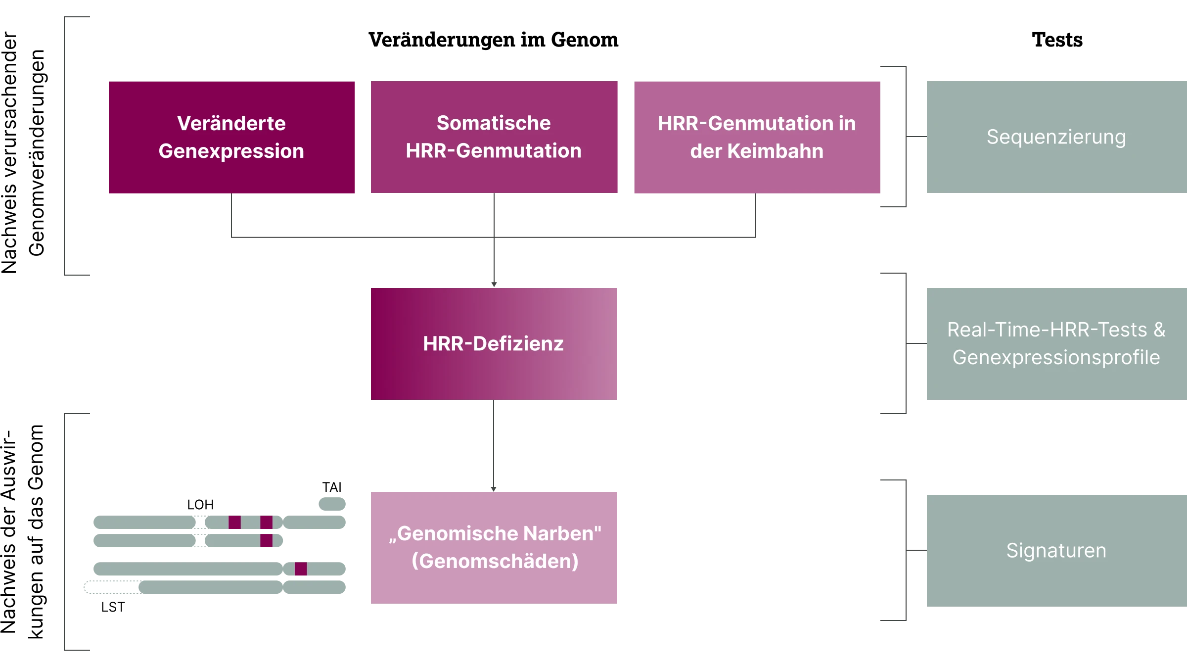 3.3.1-03-diagnostik-HRD-BRCA-allgemein-grafik-ansaetze-zur-bestimmung-einer-HRD-2x.webp